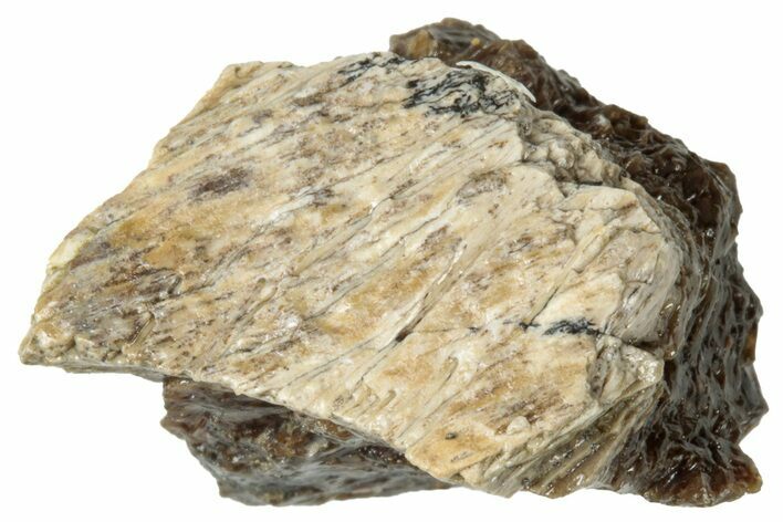 Fossil Tyrannosaur (T rex) Bone Section - Wyoming #313896